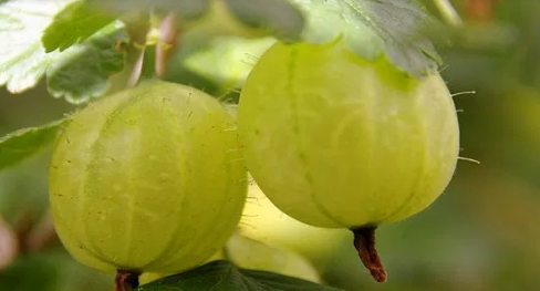 gooseberry: आंवले का मुरब्बा रेसिपी