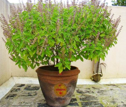 tulsi ki sktiya