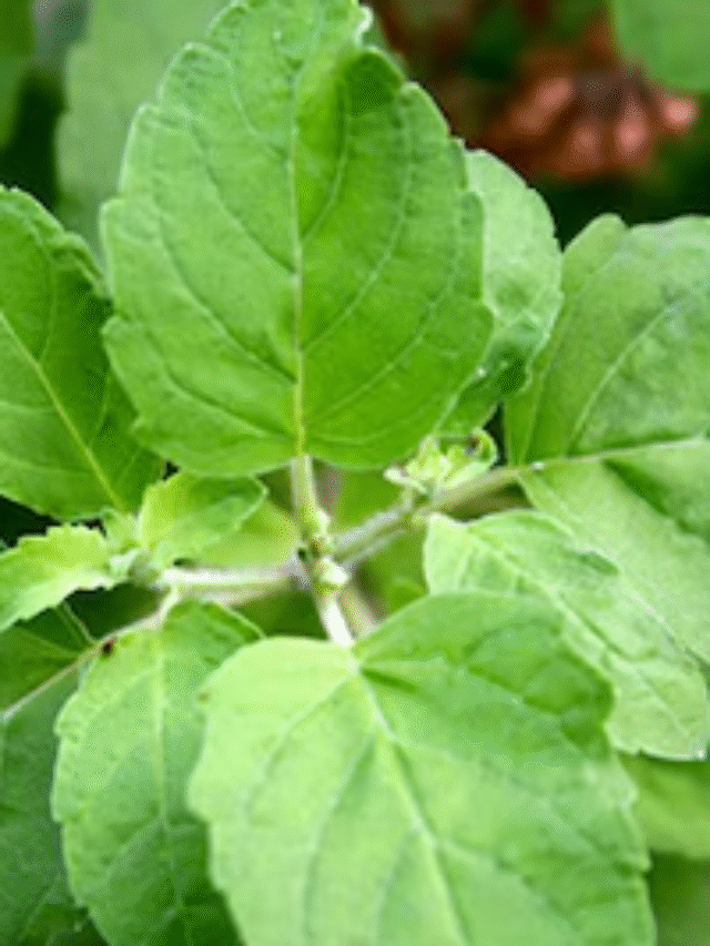 basil plant-Ways to protect Tulsi tree from insects