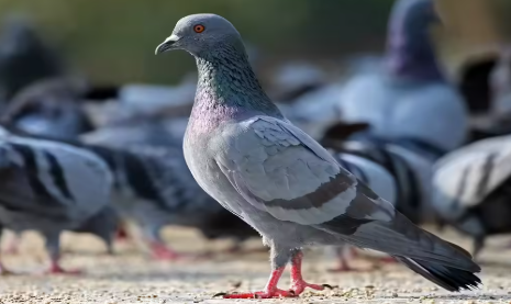 pigeon