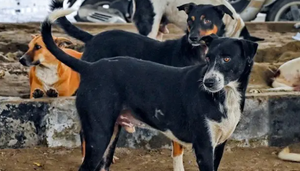 Dog Dog