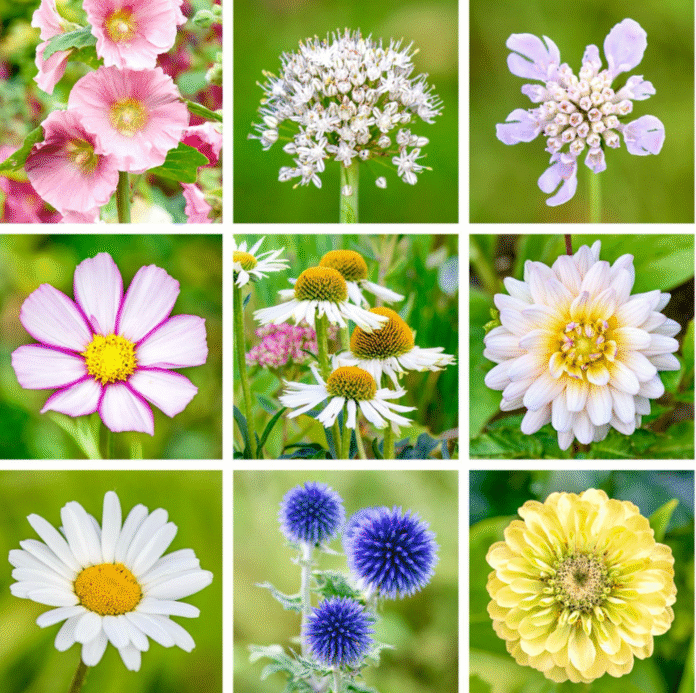 flower plant flower plant