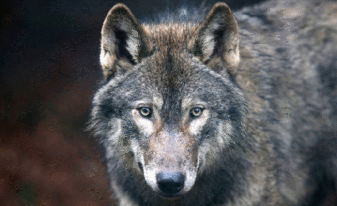 wolves wolves