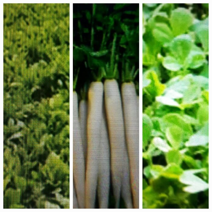 Green Vegetables: Eat green vegetables in winter to increase your immunity.