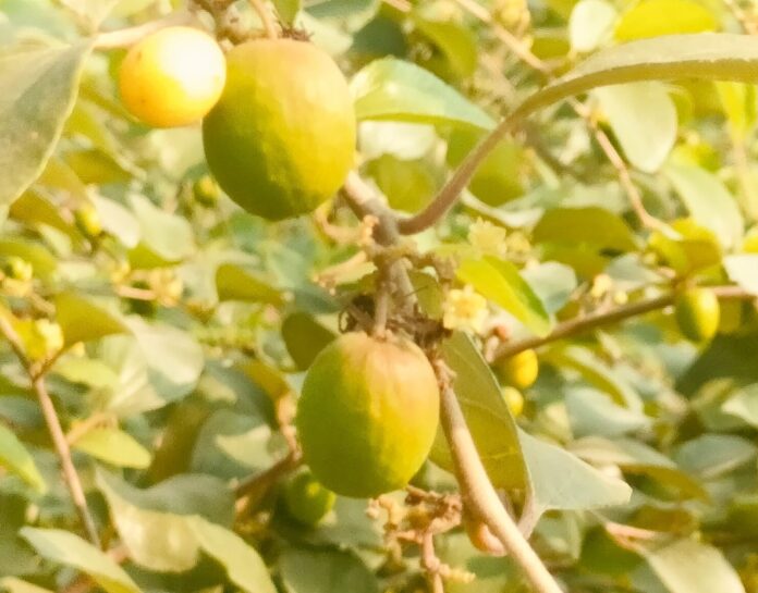 Kushinagar news Kushinagar news