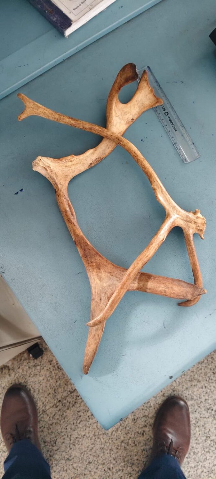 IGI Airport: Animal horns recovered from bag at IGI Airport IGI Airport: Animal horns recovered from bag at IGI Airport