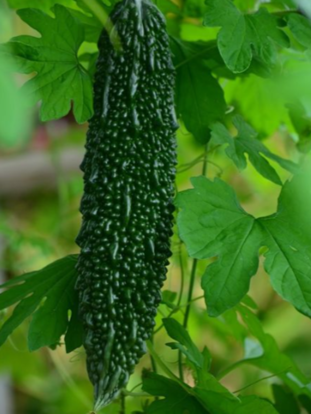 Health Benefits of Bitter Gourd: Learn How It Helps with Diabetes and Infections.