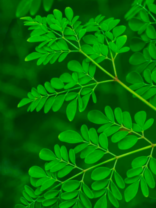 Moringa Leaves Health Benefits Hansaji Yogendra Tips Drumstick Vegetable