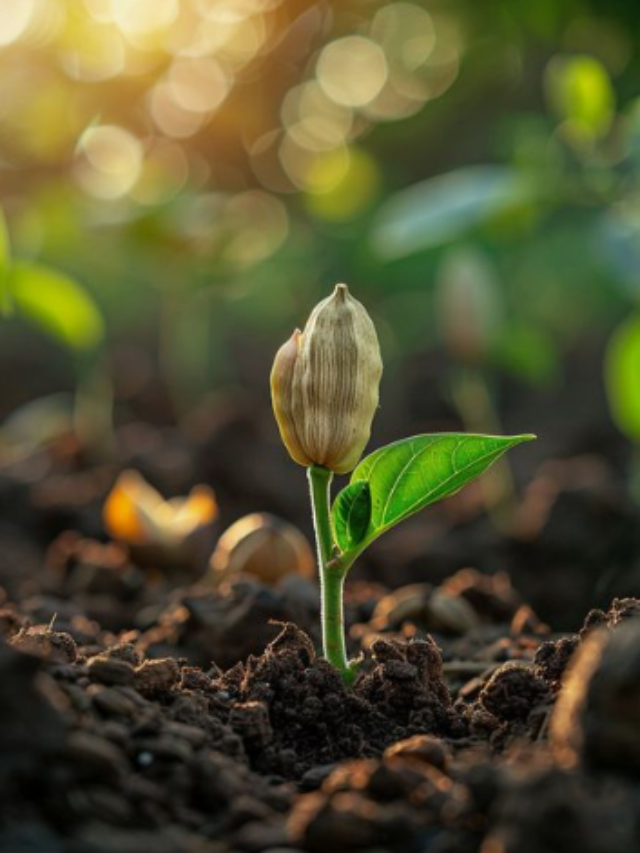 How to grow a cardamom plant in a pot