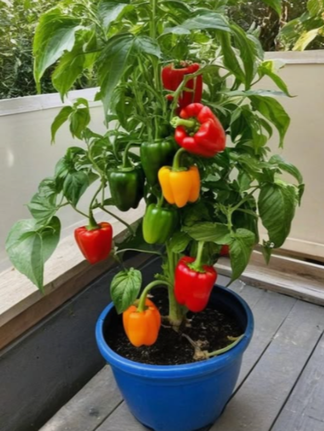 How to grow capsicum in a pot at home? Try this trick once, and you’ll get lush green peppers all year round.